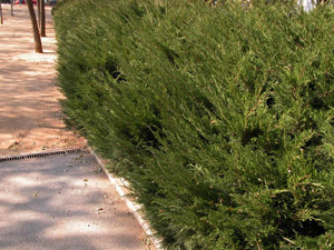 Vivers Càrex - Juniperus sabina 